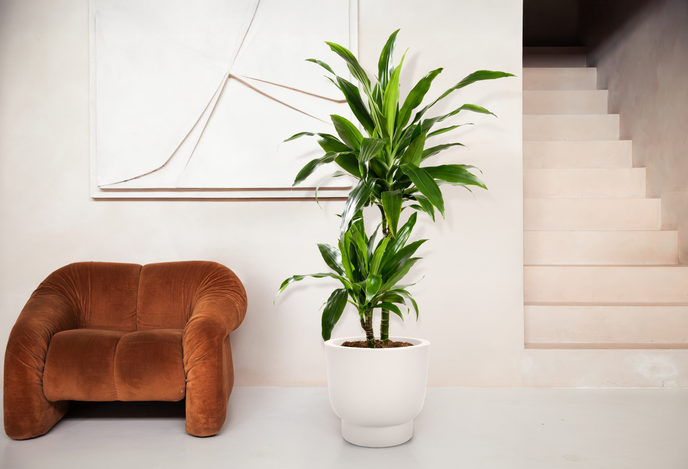 amber grail 58cm blanco lino